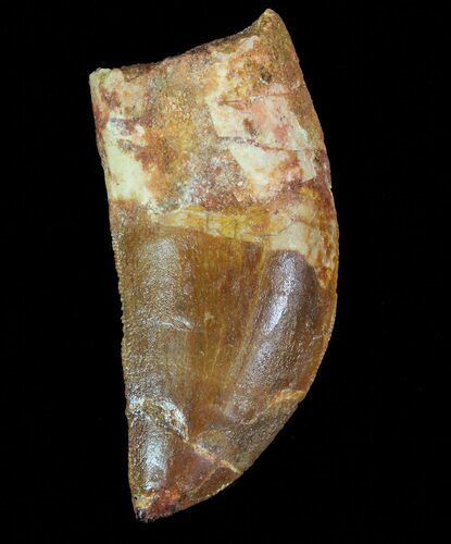 Bargain, Carcharodontosaurus Tooth - Real Dino Tooth #71178